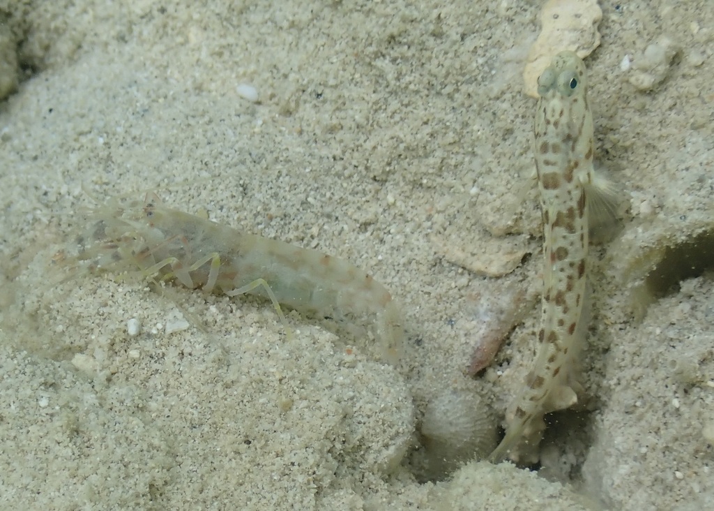 Hawaiian Shrimpgoby