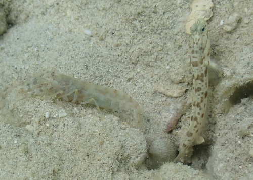 Hawaiian Shrimpgoby