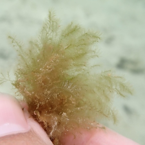 Wrangelia dumontii