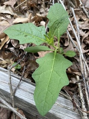 Solanum carolinense carolinense