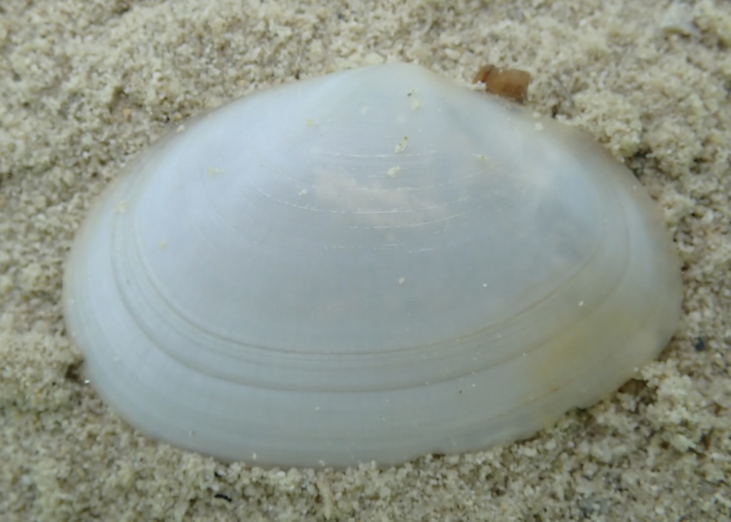 Scissulina dispar