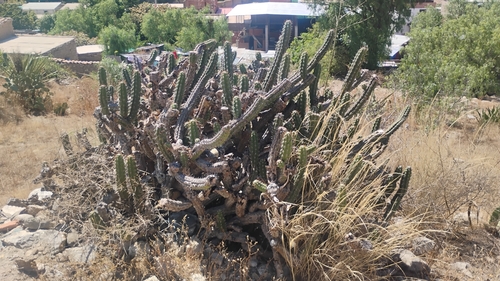Borzicactus fieldianus (Borzicactus fieldianus)