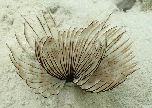 Sabellastarte spectabilis observed 2026-06-25