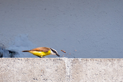 Pitangus sulphuratus