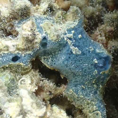 Haliclona observed 2026-06-25
