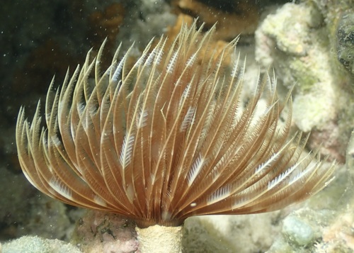 Sabellastarte spectabilis observed 2026-06-25