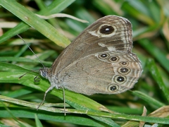 Lasiommata deidamia