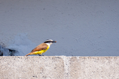 Pitangus sulphuratus