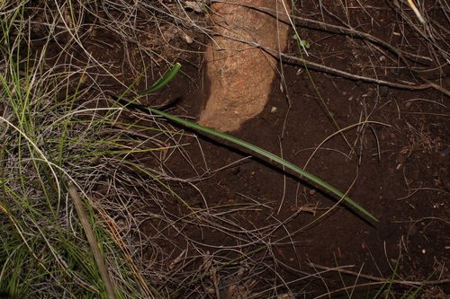 Image of Cyrtanthus macowanii by (c) Brian du Preez, some rights reserved (CC BY-SA)