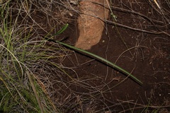 Cyrtanthus macowanii