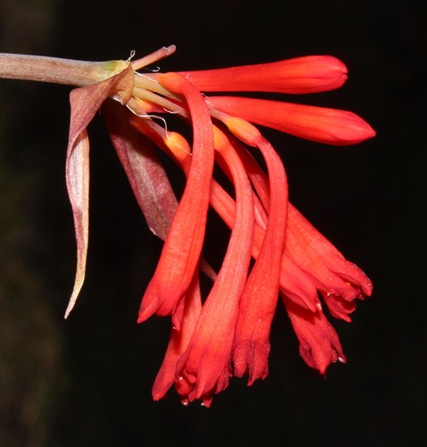 Image of Cyrtanthus macowanii by (c) Brian du Preez, some rights reserved (CC BY-SA)