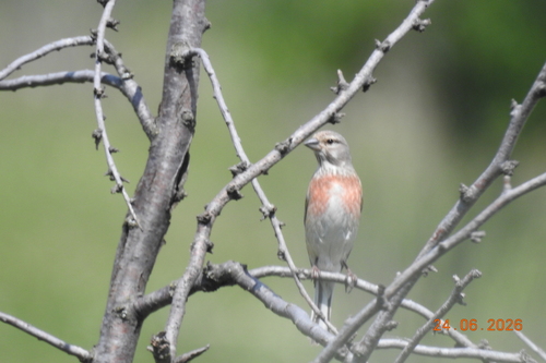 Eurasian Linnet