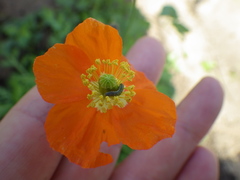 Papaver californicum