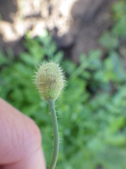 Papaver californicum