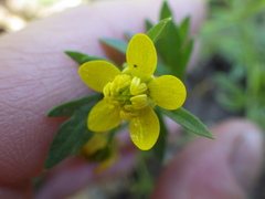 Ranunculus hebecarpus