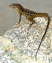 Anolis lineatus
