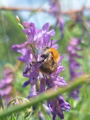 Common Carder Bumble Bee