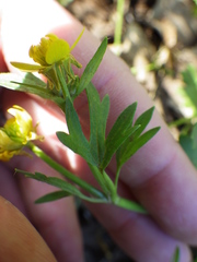 Ranunculus hebecarpus