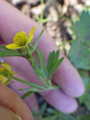 Ranunculus hebecarpus