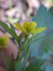 Ranunculus hebecarpus