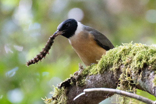 Tylas Vanga (Tylas eduardi), photo 3