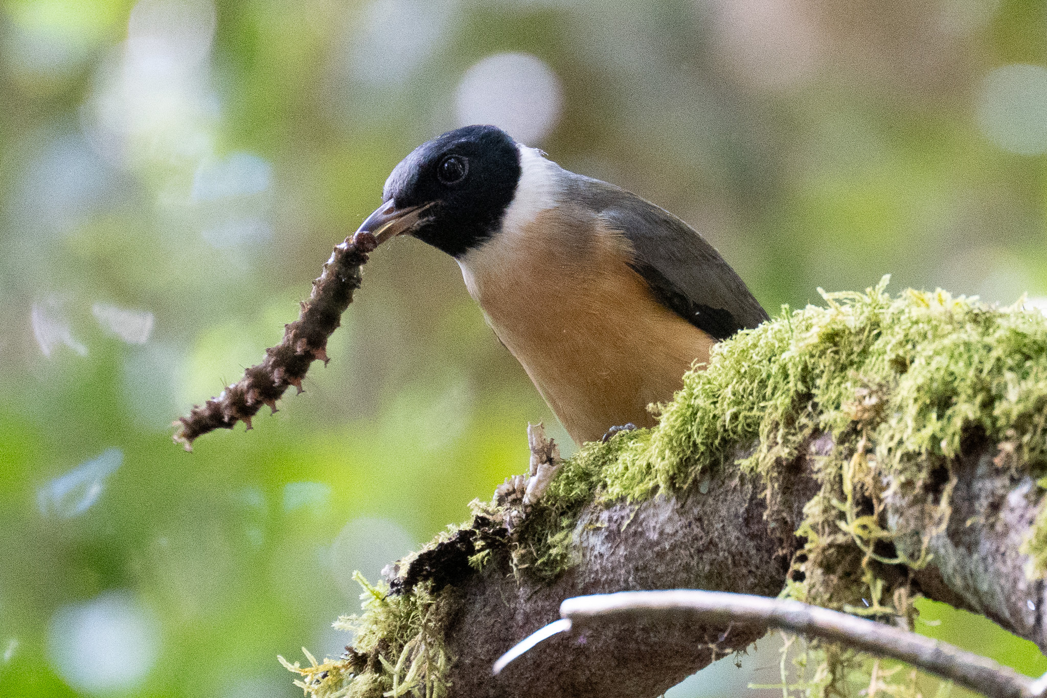Tylas Vanga (Tylas eduardi), photo 3