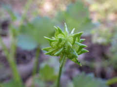 Ranunculus hebecarpus