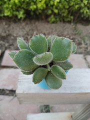 Cotyledon tomentosa tomentosa