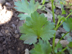 Ranunculus hebecarpus