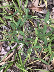 Euphorbia pubentissima