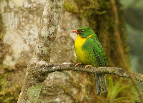 Golden-breasted Fruiteater (Pipreola aureopectus) · iNaturalist