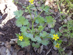 Ranunculus hebecarpus
