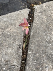 Zephyranthes carinata