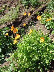 Papaver californicum