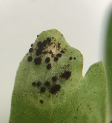 Puccinia albescens