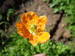 Papaver californicum