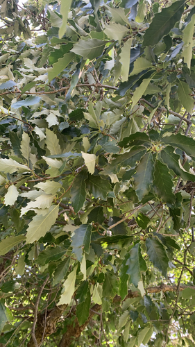chinkapin oak