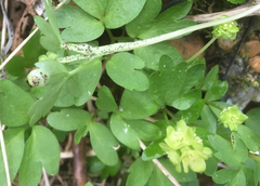 Puccinia albescens