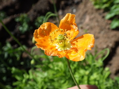 Papaver californicum