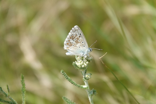 Chalkhill Blue