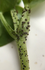 Puccinia albescens