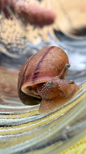 Bradybaena similaris observed 2026-06-28