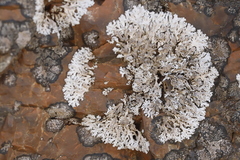 Physcia tribacia