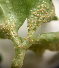 Puccinia albescens