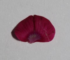 Indigofera magnifica