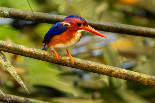 Corythornis leucogaster bowdleri