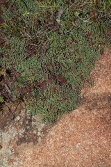 Indigofera magnifica