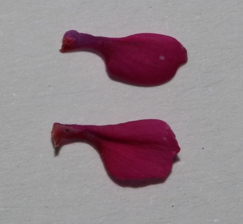 Image of Indigofera magnifica by (c) Brian du Preez, some rights reserved (CC BY-SA)