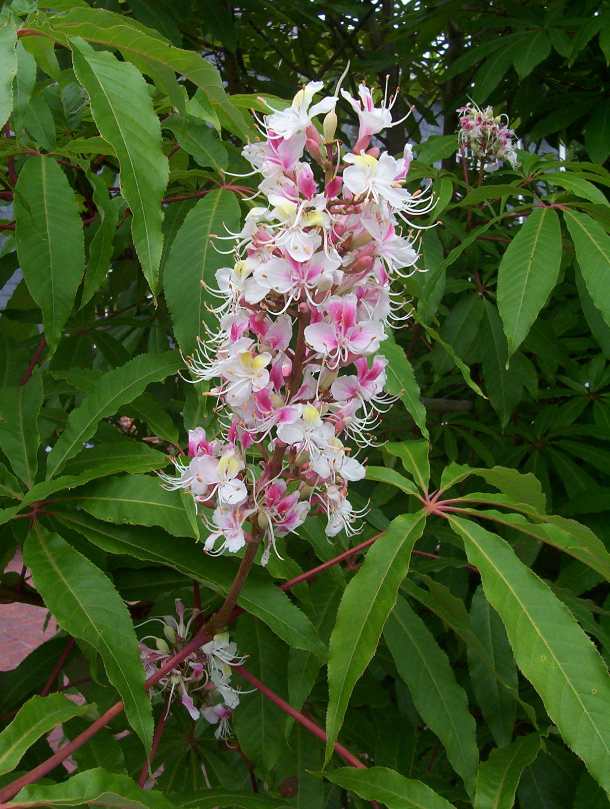 Indian Horse-chestnut (Aesculus indica) · iNaturalist Canada