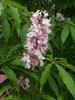 Indian Horse-Chestnut - Photo (c) Steve Law, some rights reserved (CC BY-SA)